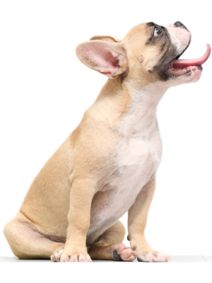 french-bulldog-hungry-isolated-white_crop
